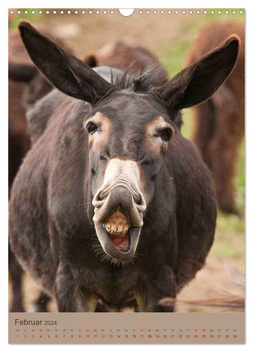 Funny donkeys - long ears in portrait (CALVENDO wall calendar 2024) 