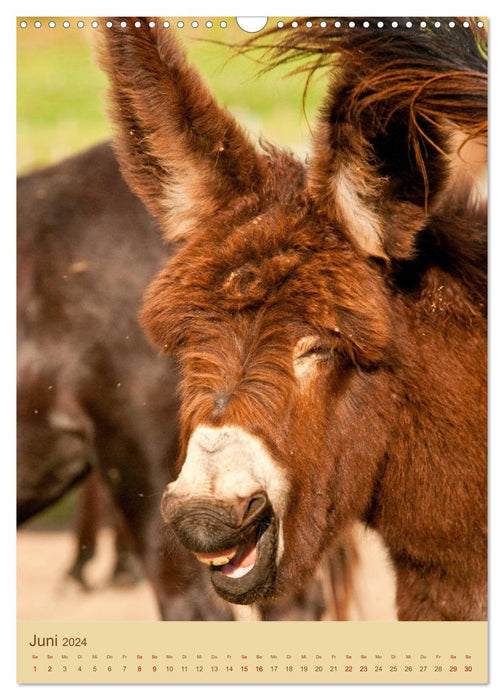Funny donkeys - long ears in portrait (CALVENDO wall calendar 2024) 