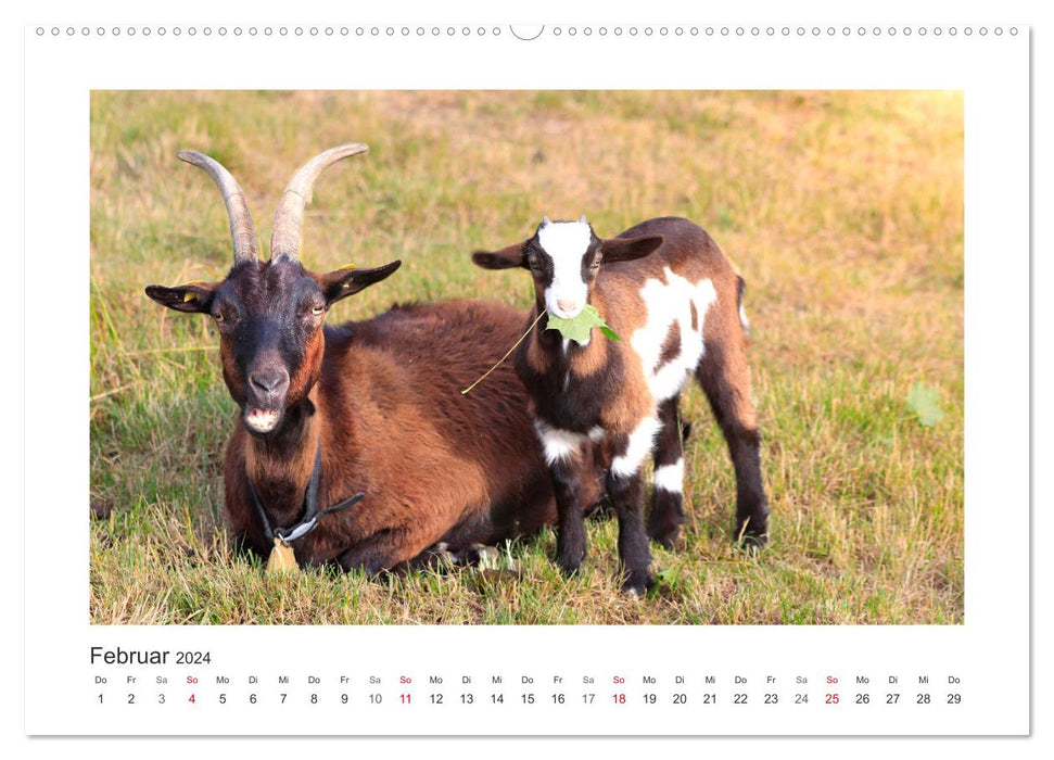 Who's bitching? With goats through the year (CALVENDO wall calendar 2024) 