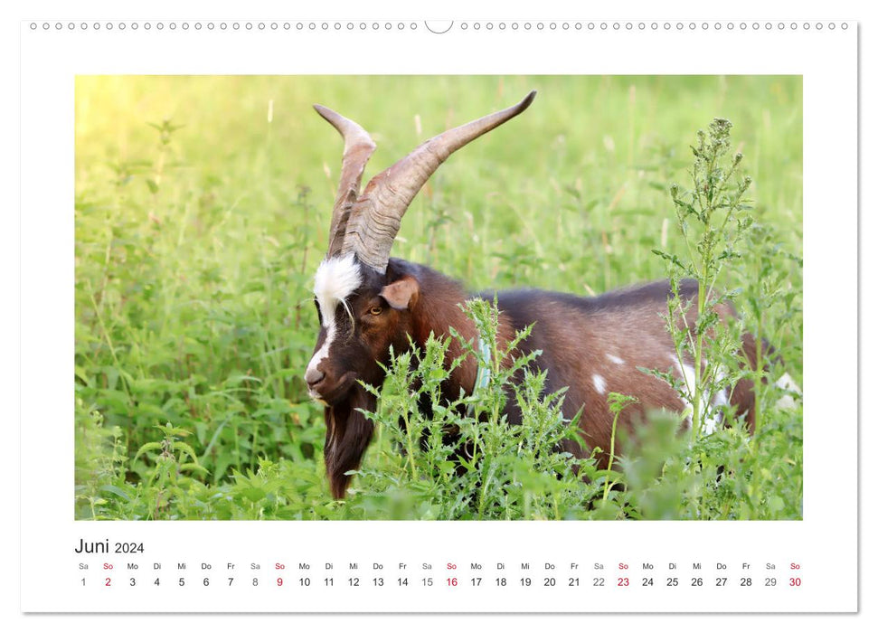 Who's bitching? With goats through the year (CALVENDO wall calendar 2024) 