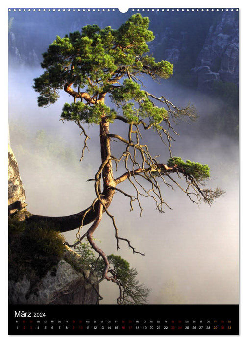 Bäume - Stilles Leben (CALVENDO Wandkalender 2024)