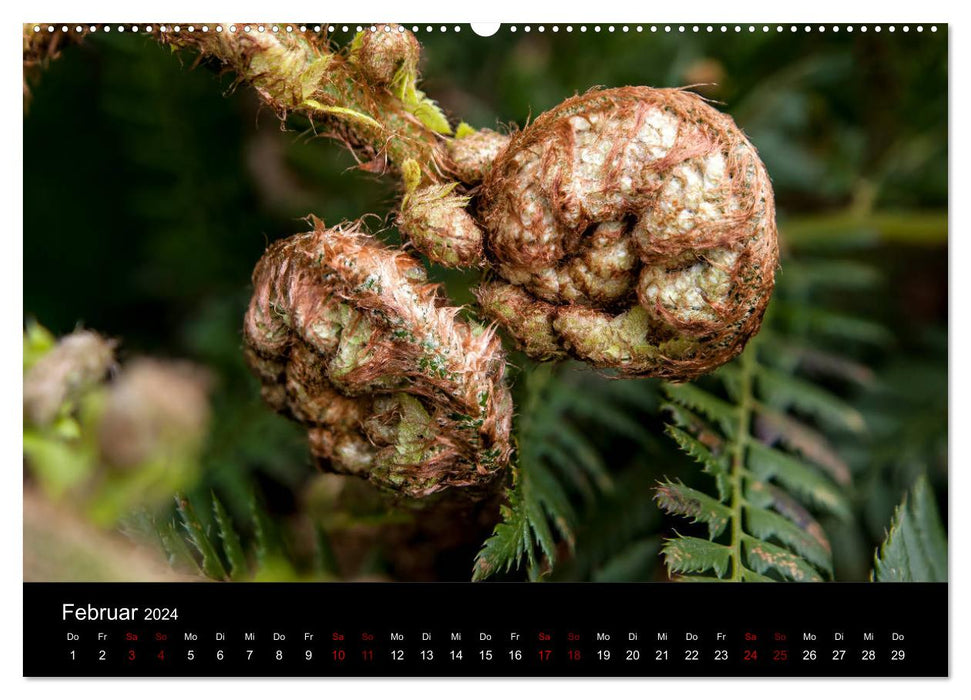 Farne - Filigrane Schönheiten (CALVENDO Wandkalender 2024)