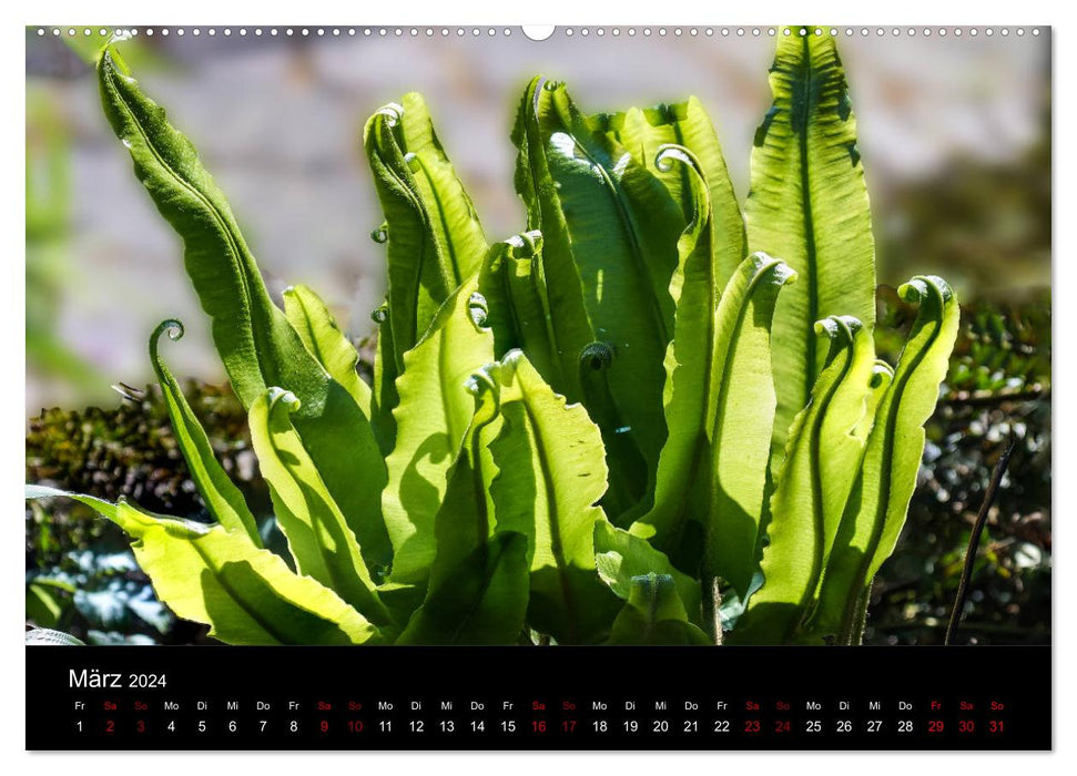 Ferns - Filigree Beauties (CALVENDO Wall Calendar 2024) 