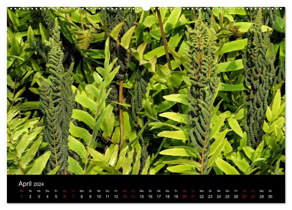 Ferns - Filigree Beauties (CALVENDO Wall Calendar 2024) 