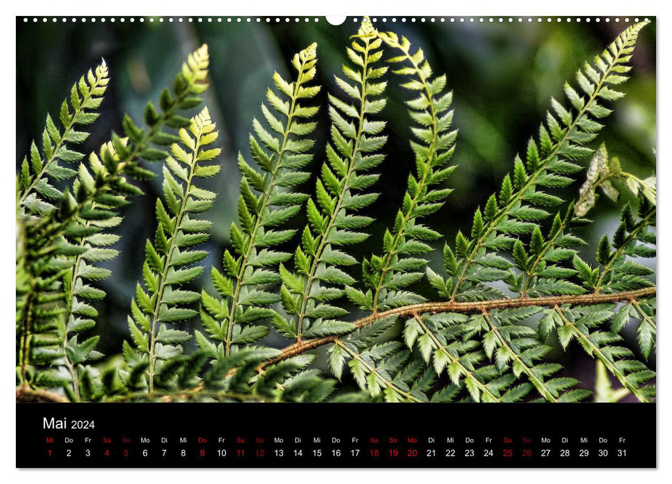 Ferns - Filigree Beauties (CALVENDO Wall Calendar 2024) 