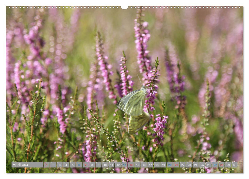 Lüneburg Heath - Fascinatingly beautiful (CALVENDO wall calendar 2024) 