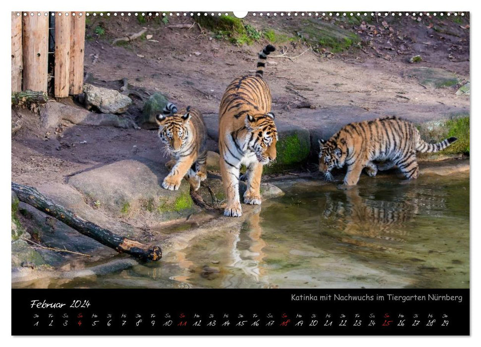 Tiergarten Nürnberg (CALVENDO Premium Wandkalender 2024)