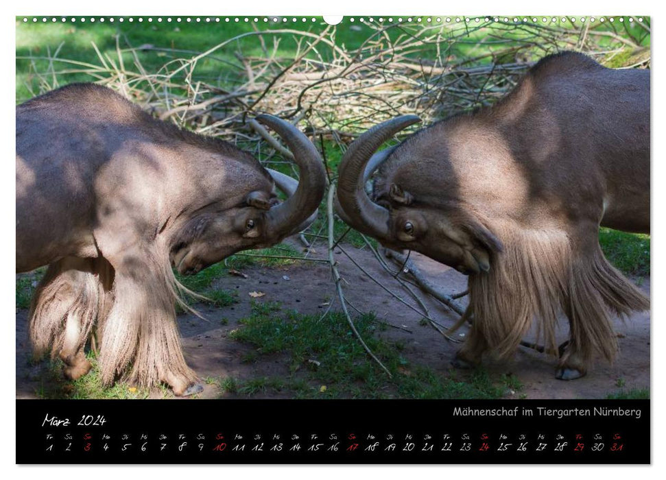 Nuremberg Zoo (CALVENDO Premium Wall Calendar 2024) 