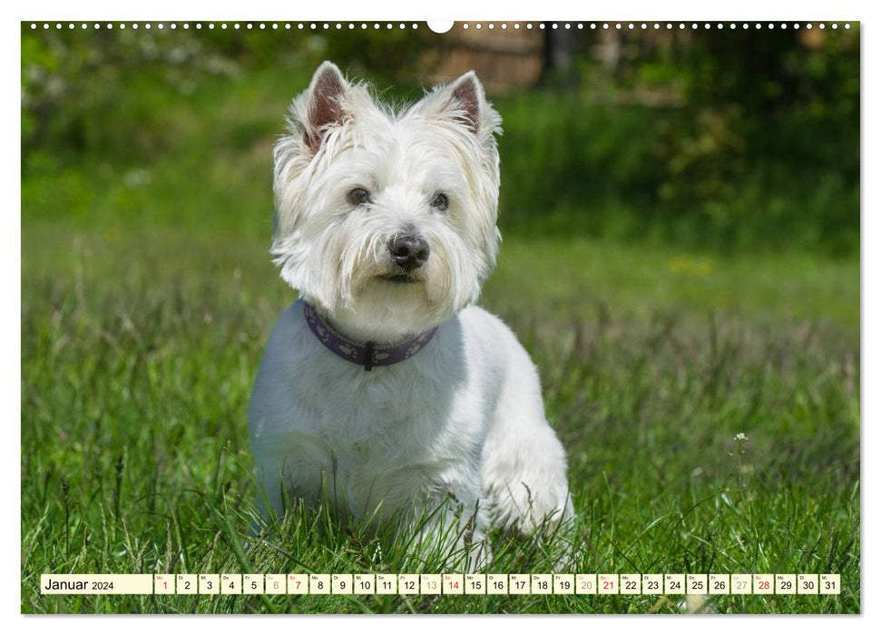 Goblin on 4 paws - West Highland White Terrier (CALVENDO Premium Wall Calendar 2024) 