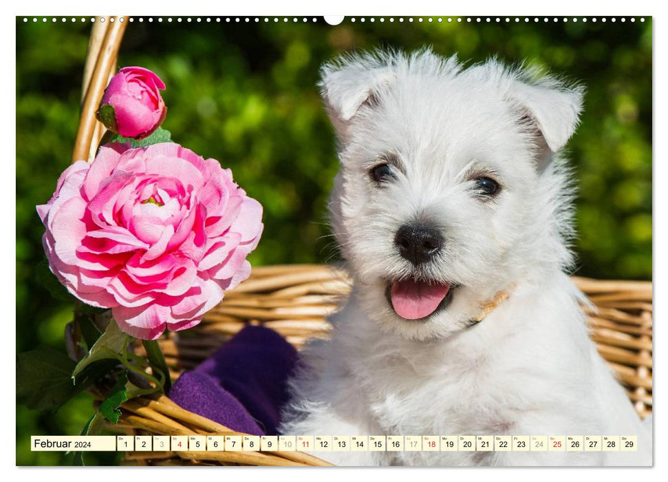 Goblin on 4 paws - West Highland White Terrier (CALVENDO Premium Wall Calendar 2024) 