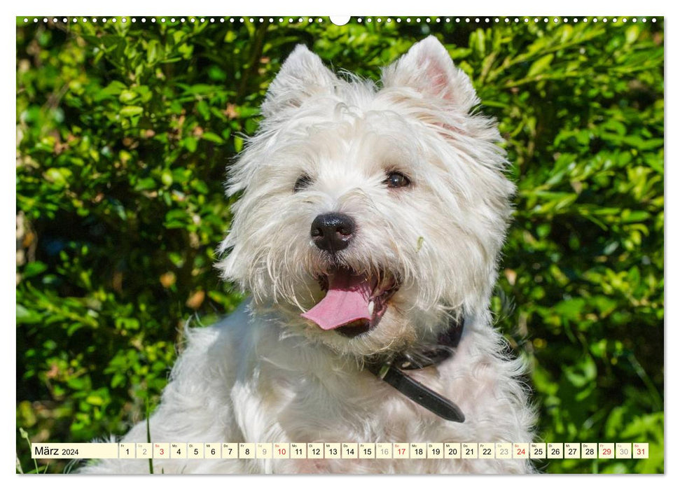 Goblin on 4 paws - West Highland White Terrier (CALVENDO Premium Wall Calendar 2024) 