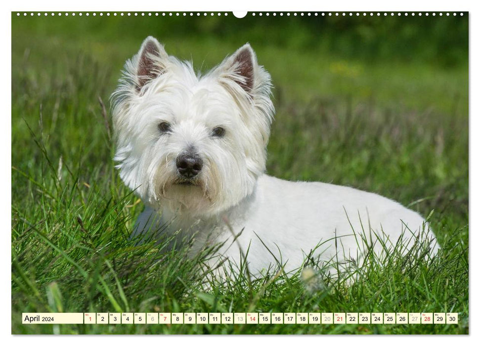 Goblin on 4 paws - West Highland White Terrier (CALVENDO Premium Wall Calendar 2024) 