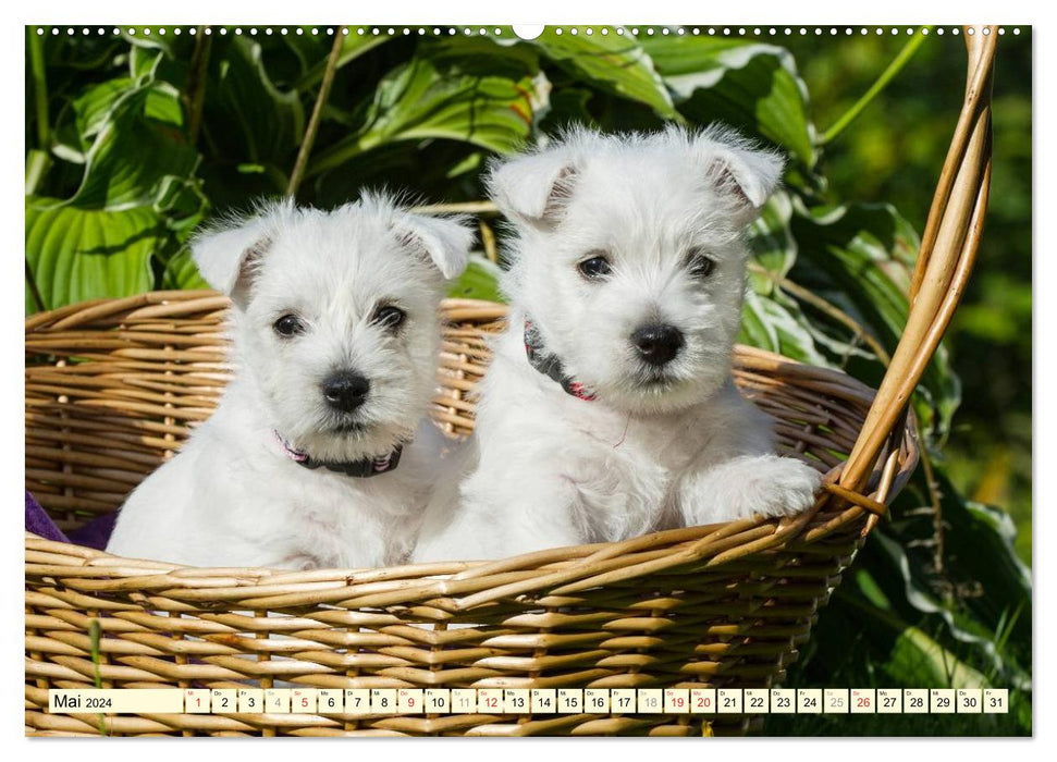 Goblin on 4 paws - West Highland White Terrier (CALVENDO Premium Wall Calendar 2024) 