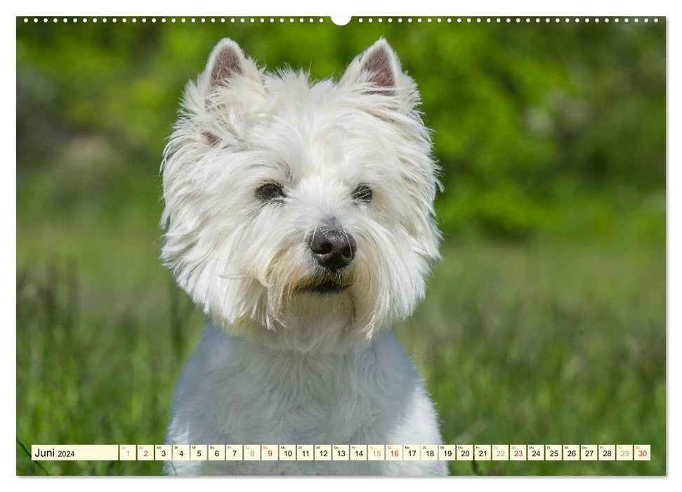 Goblin on 4 paws - West Highland White Terrier (CALVENDO Premium Wall Calendar 2024) 