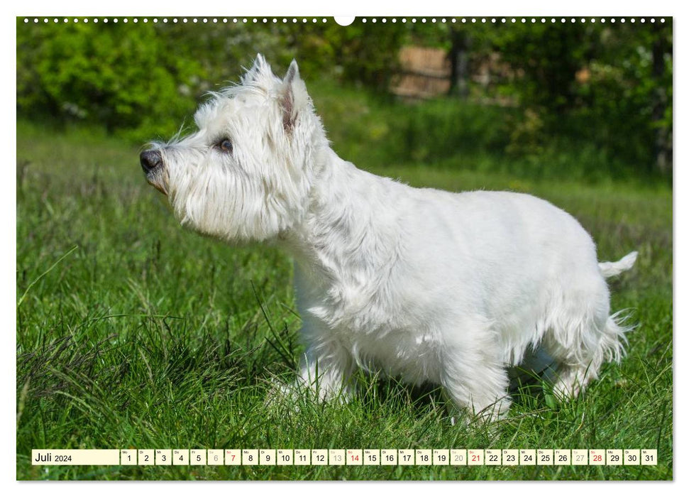 Goblin on 4 paws - West Highland White Terrier (CALVENDO Premium Wall Calendar 2024) 