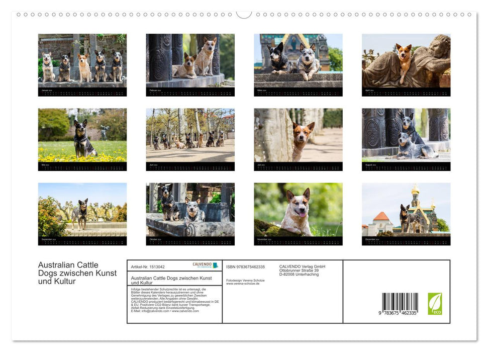 Australian Cattle Dogs between art and culture (CALVENDO Premium Wall Calendar 2024) 