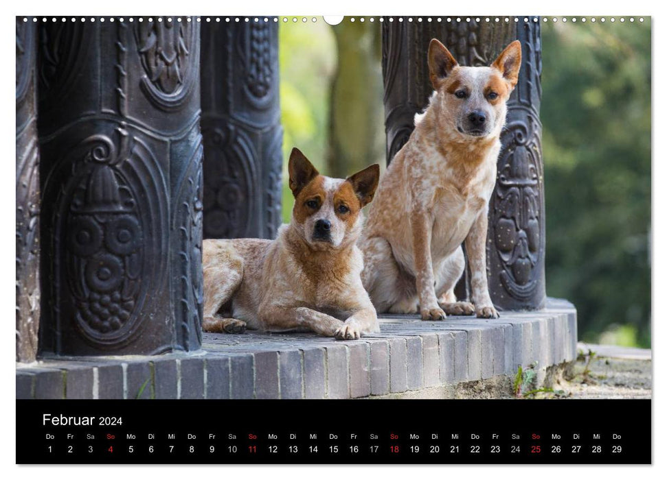 Australian Cattle Dogs between art and culture (CALVENDO Premium Wall Calendar 2024) 