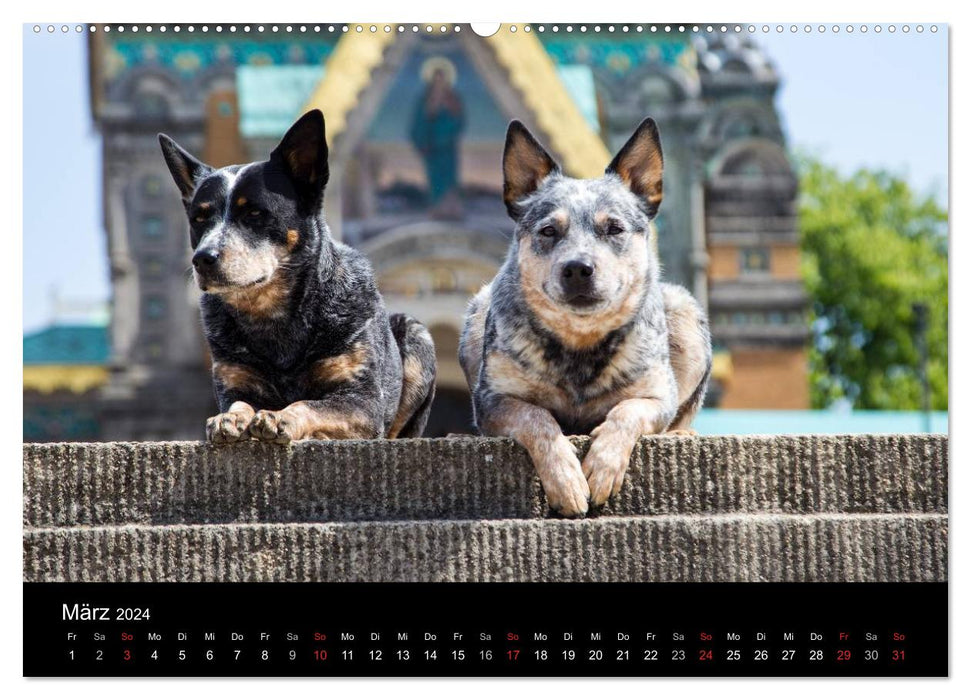 Australian Cattle Dogs between art and culture (CALVENDO Premium Wall Calendar 2024) 