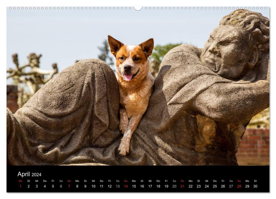 Australian Cattle Dogs between art and culture (CALVENDO Premium Wall Calendar 2024) 