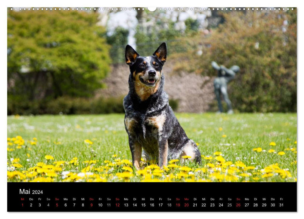 Australian Cattle Dogs between art and culture (CALVENDO Premium Wall Calendar 2024) 