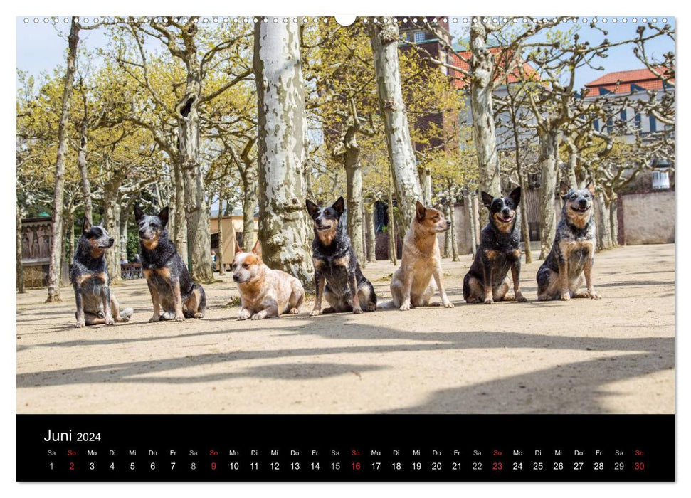 Australian Cattle Dogs zwischen Kunst und Kultur (CALVENDO Premium Wandkalender 2024)