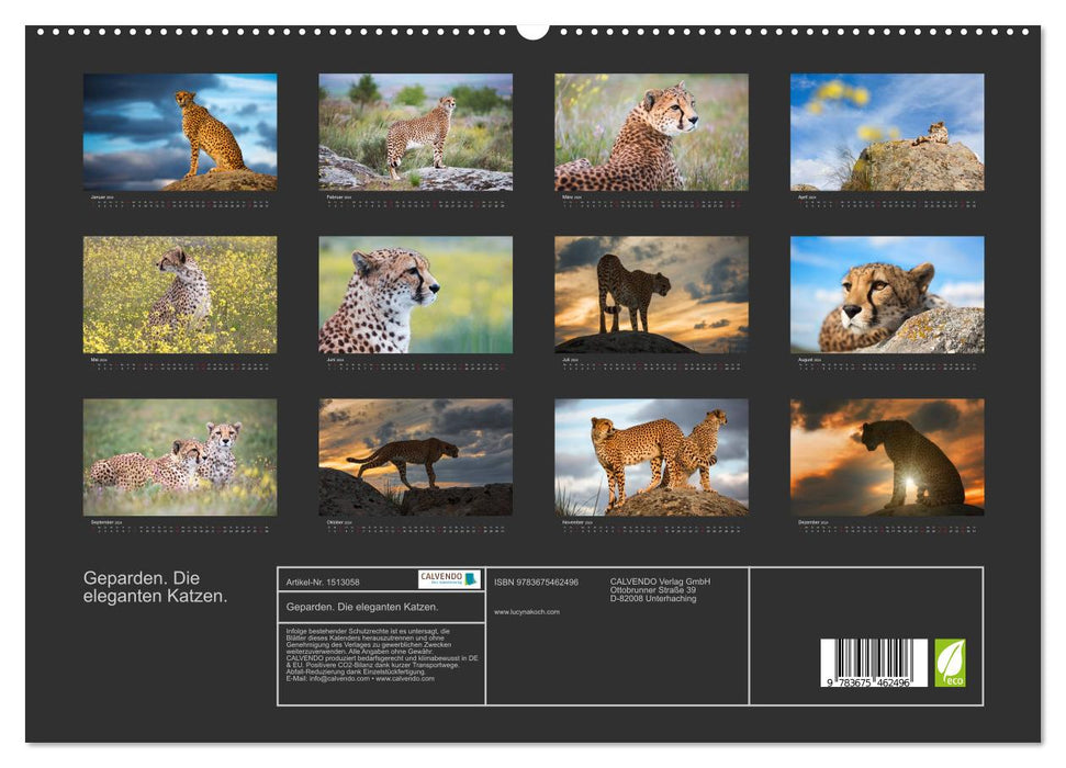 Cheetahs. The elegant cats. (CALVENDO Premium Wall Calendar 2024) 