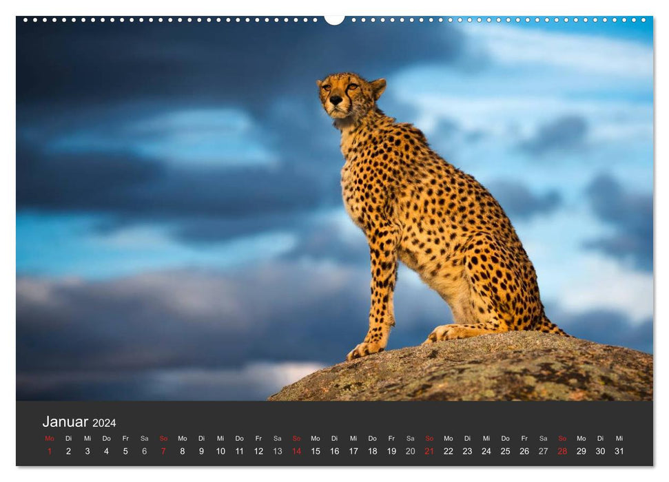 Cheetahs. The elegant cats. (CALVENDO Premium Wall Calendar 2024) 