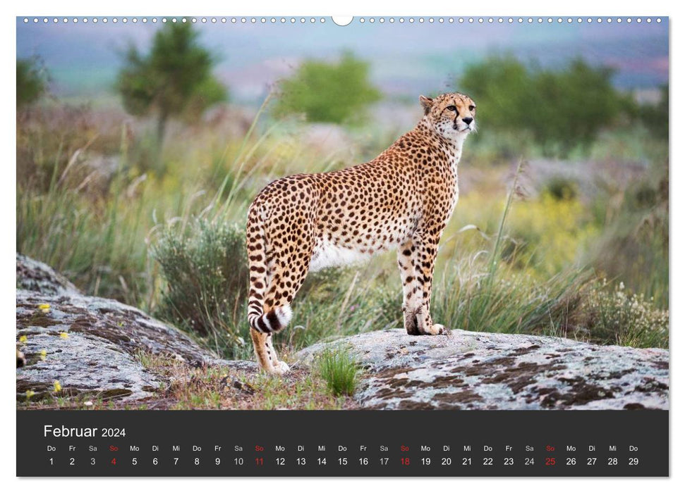 Cheetahs. The elegant cats. (CALVENDO Premium Wall Calendar 2024) 