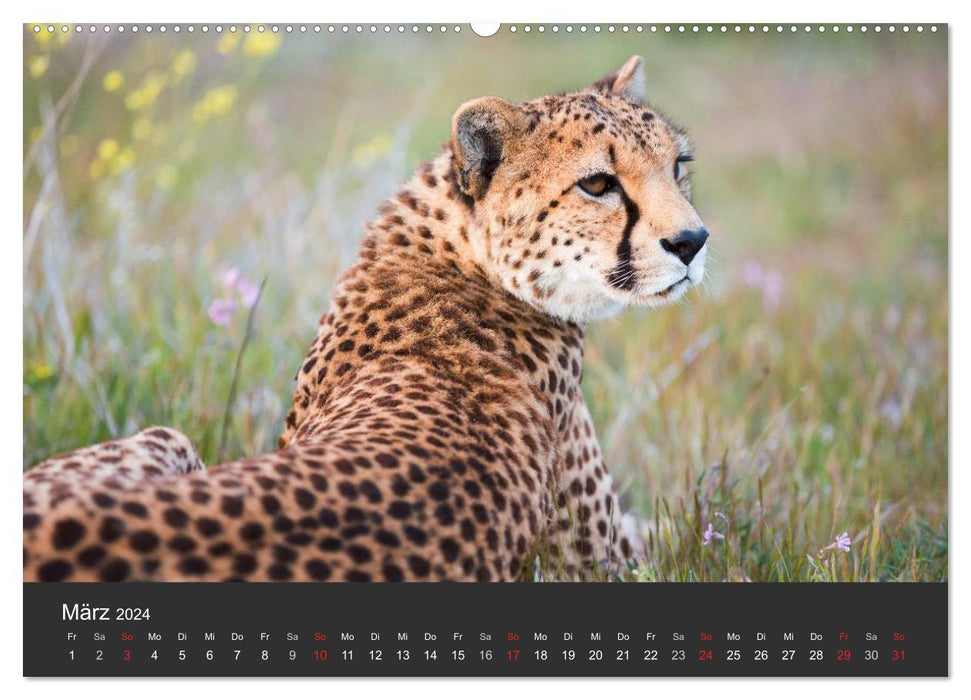 Cheetahs. The elegant cats. (CALVENDO Premium Wall Calendar 2024) 