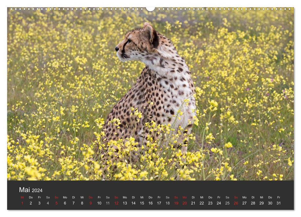 Cheetahs. The elegant cats. (CALVENDO Premium Wall Calendar 2024) 