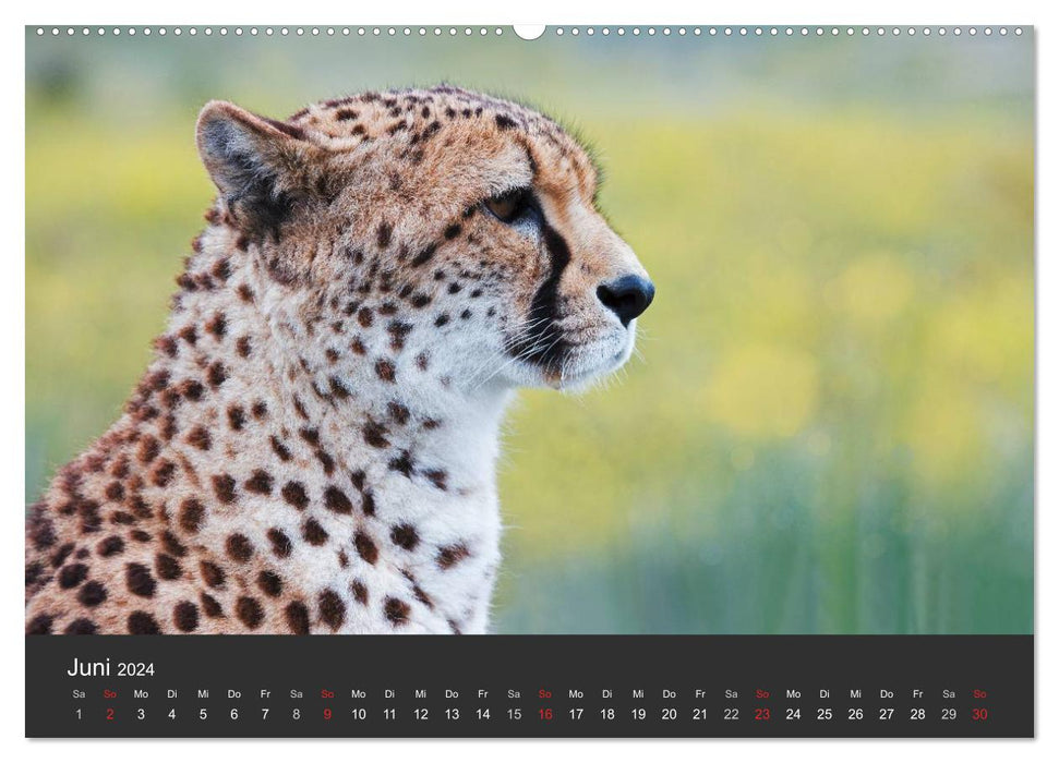 Cheetahs. The elegant cats. (CALVENDO Premium Wall Calendar 2024) 