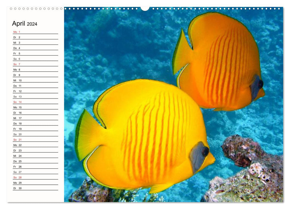 Paradiese. Karibik und Südsee über und unter Wasser (CALVENDO Premium Wandkalender 2024)
