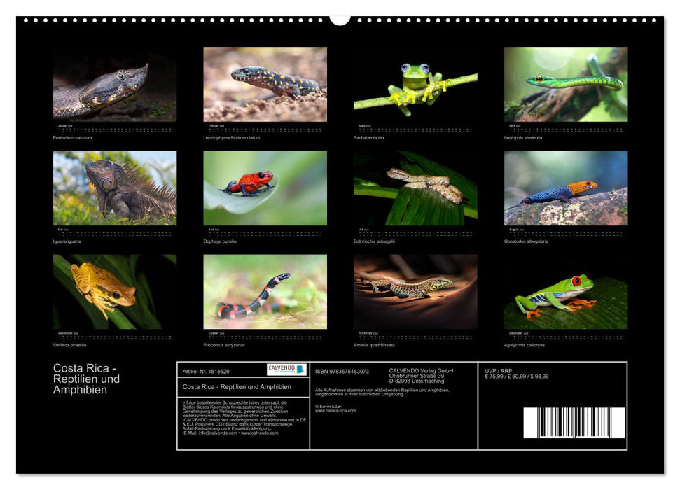 Costa Rica - Reptilien und Amphibien (CALVENDO Premium Wandkalender 2024)