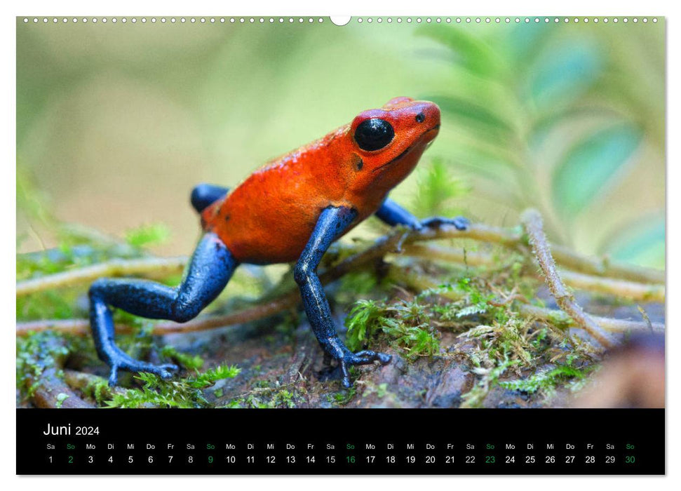 Costa Rica - Faszination Frösche (CALVENDO Premium Wandkalender 2024)