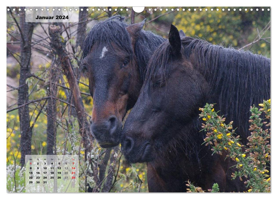 Nordportugal - Heimat der letzten wilden Pferde (CALVENDO Wandkalender 2024)
