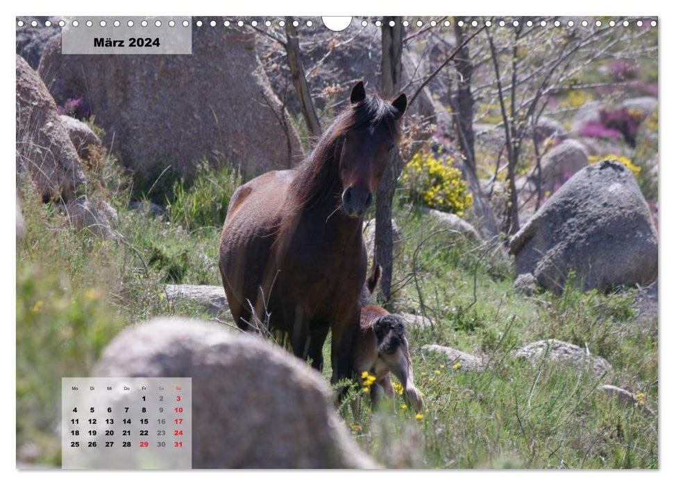 Nordportugal - Heimat der letzten wilden Pferde (CALVENDO Wandkalender 2024)