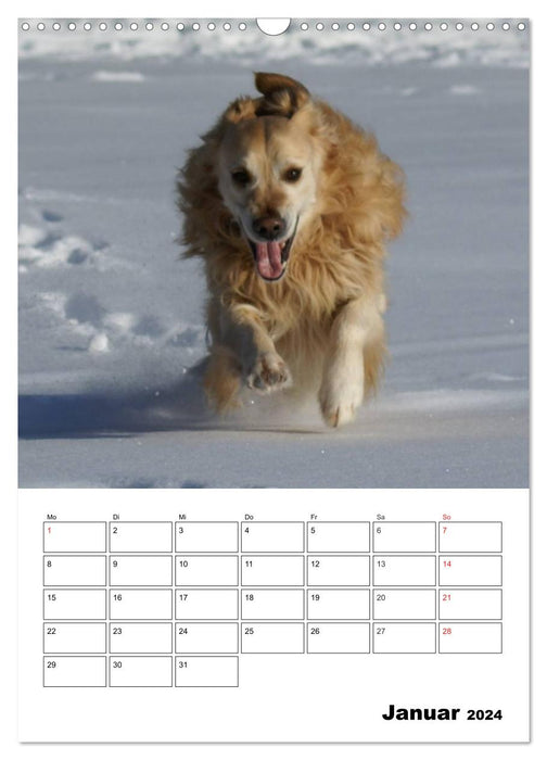 Glücklicher Golden Retriever (CALVENDO Wandkalender 2024)