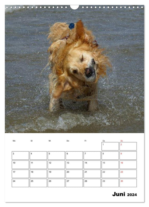 Glücklicher Golden Retriever (CALVENDO Wandkalender 2024)