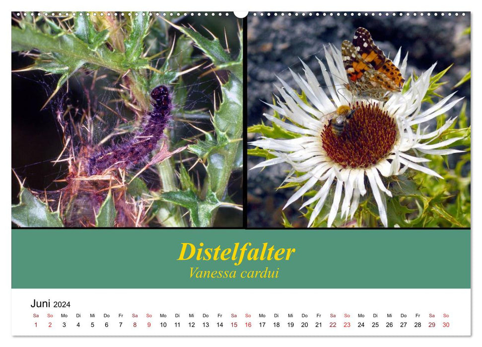 Zwei Leben, Raupe und Schmetterling (CALVENDO Wandkalender 2024)