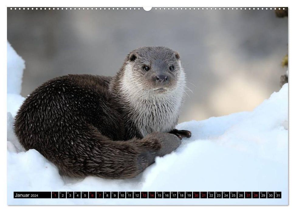 Fischotter, flinke Jäger (CALVENDO Wandkalender 2024)