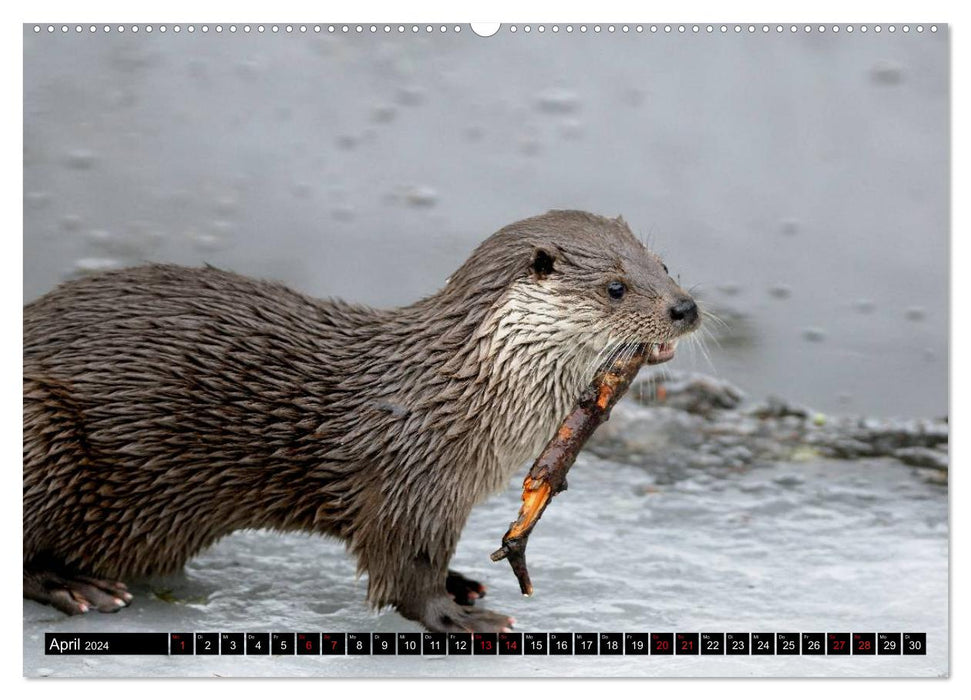 Fischotter, flinke Jäger (CALVENDO Wandkalender 2024)