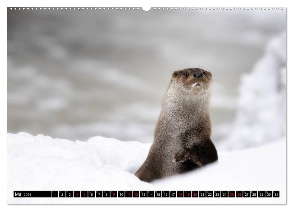 Fischotter, flinke Jäger (CALVENDO Wandkalender 2024)