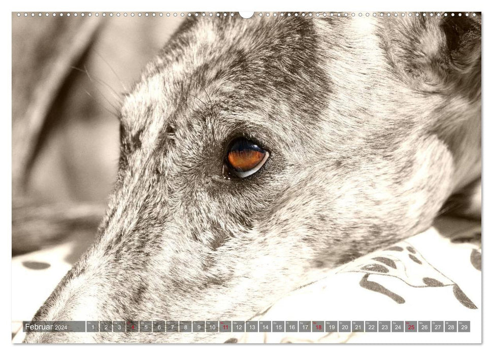 Galgo eye-catcher (CALVENDO Premium Wandkalender 2024)