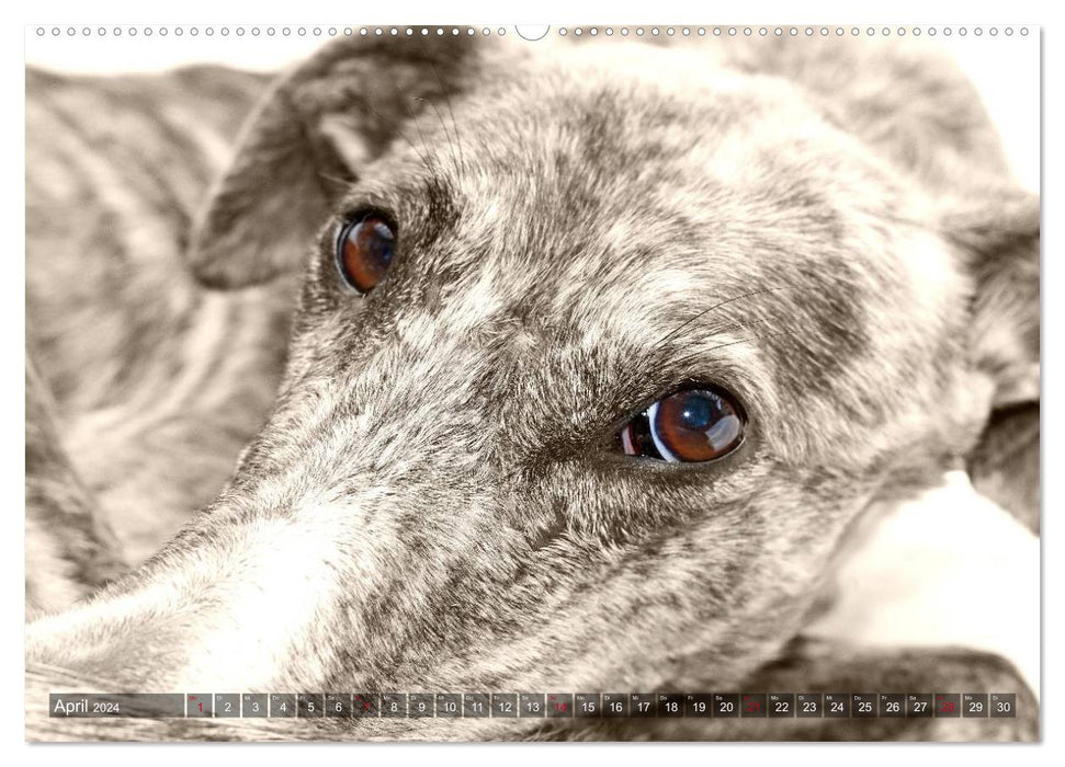 Galgo eye-catcher (CALVENDO Premium Wandkalender 2024)