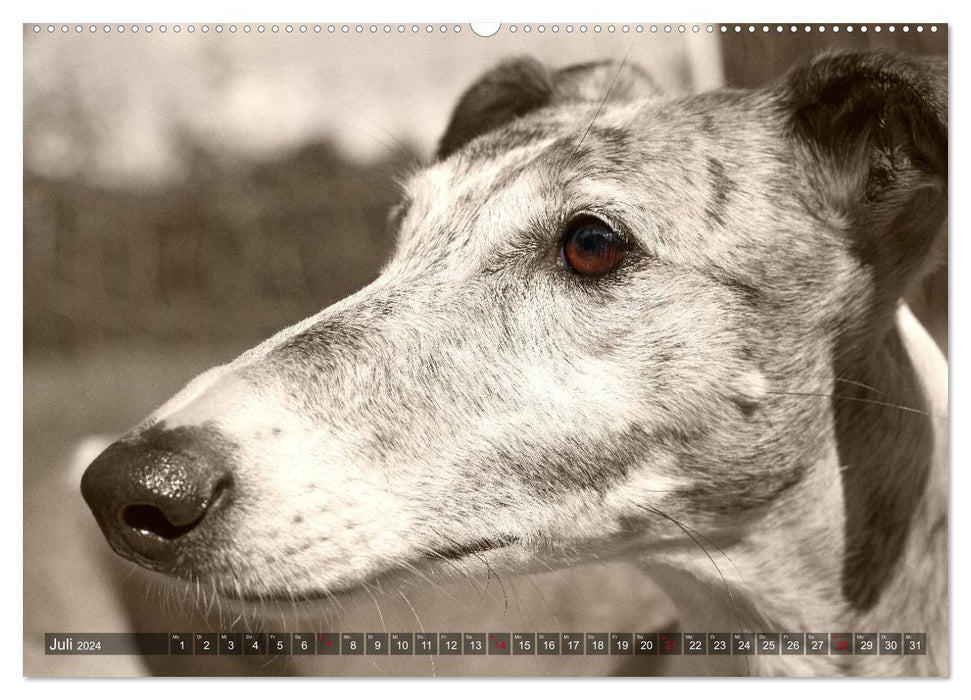 Galgo eye-catcher (CALVENDO Premium Wandkalender 2024)