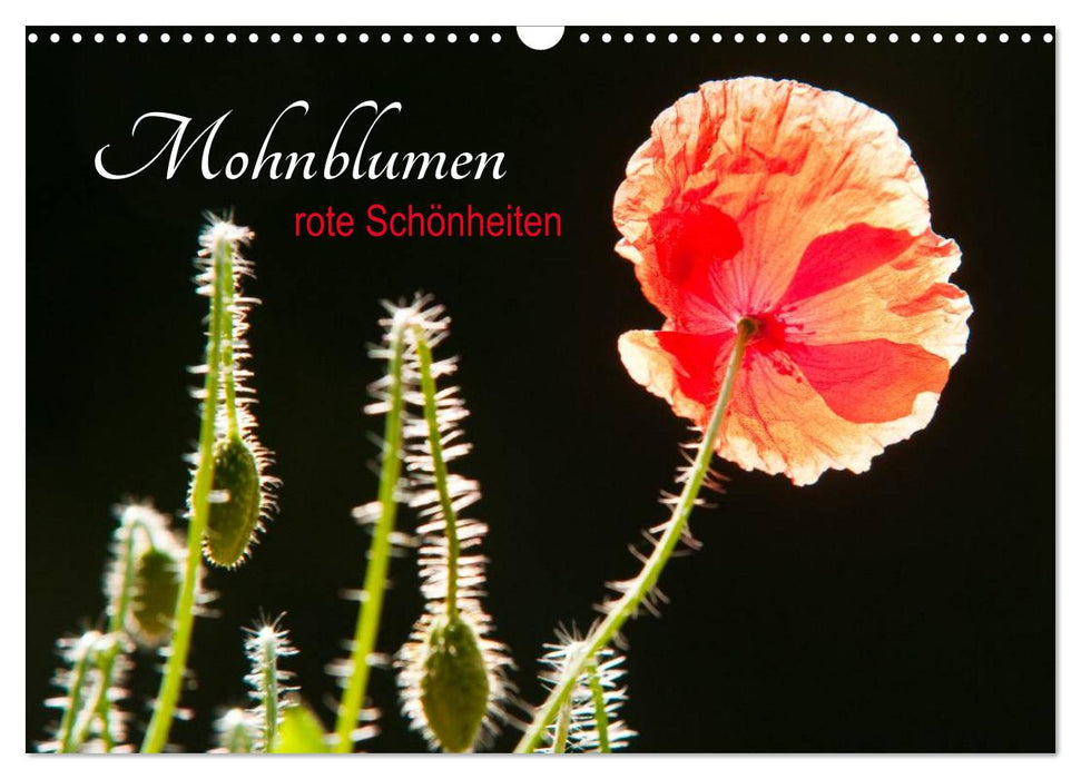 Mohnblumen - rote Schönheiten (CALVENDO Wandkalender 2024)