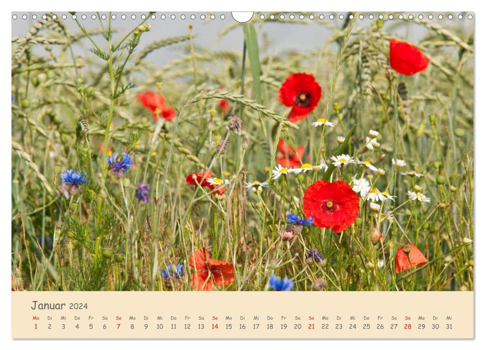 Mohnblumen - rote Schönheiten (CALVENDO Wandkalender 2024)