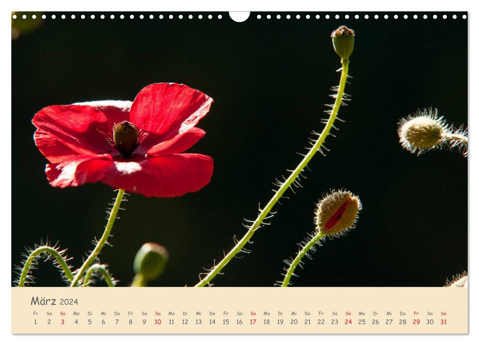 Mohnblumen - rote Schönheiten (CALVENDO Wandkalender 2024)