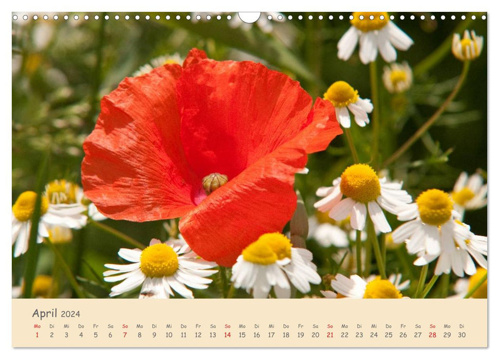 Mohnblumen - rote Schönheiten (CALVENDO Wandkalender 2024)