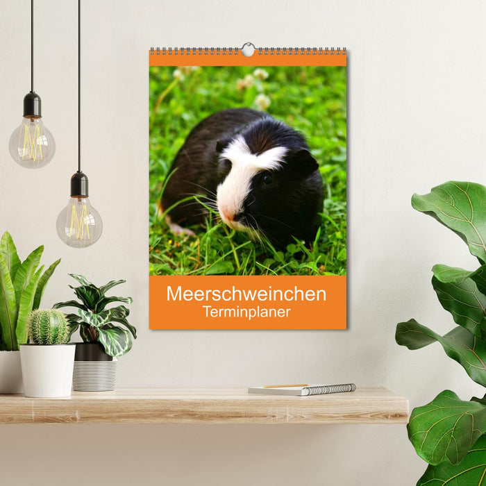 Meerschweinchen Terminplaner (CALVENDO Wandkalender 2024)